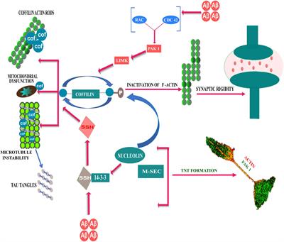 Membrane interaction to intercellular spread of pathology in Alzheimer’s disease